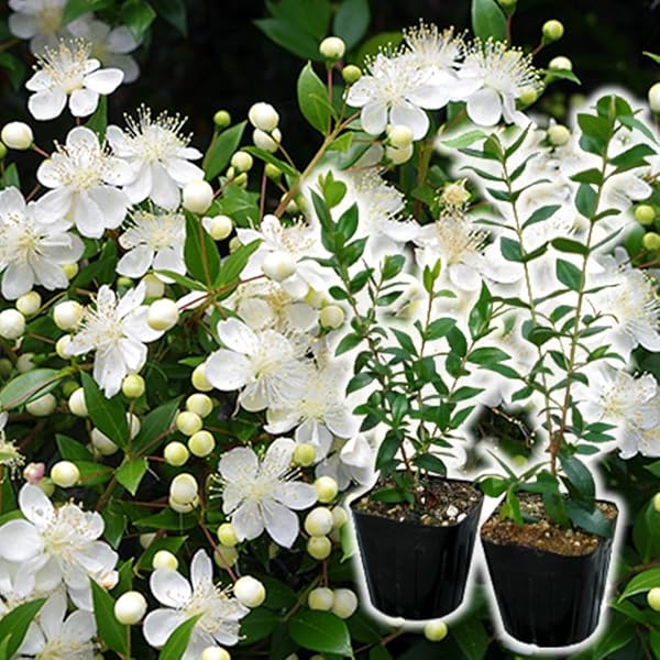 Amazon.co.jp: Crystal Jemie Change Kaori White All-in-One Jewelry