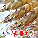 Amazon 熊本県天草特産 活き車海老 500g 産地直送 生きたまま 料亭や食育にも 天草特産品ショップ 車えび エビ 通販 Amazon 熊本県天草特産 活き車海老 500g 産地直送 生きたまま 料亭や食育にも 天草特産品ショップ 車えび エビ 通販