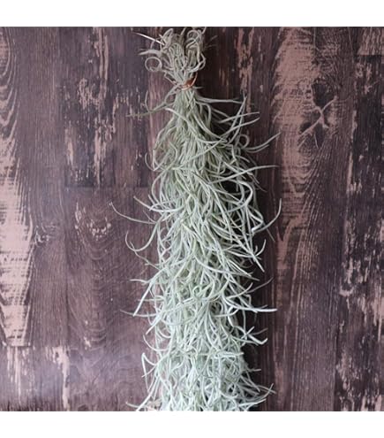 Amazon｜おしゃれ 観葉植物 エアープランツ：チランジア カウツキー