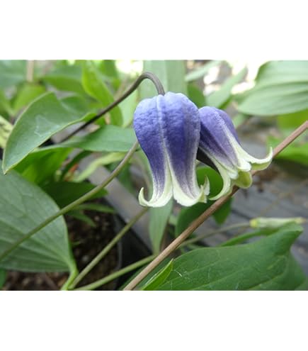 クレマチス苗 楽天市場】予約販売 クレマチス 苗 ブルーベル インテグリ