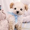 犬 Ipad壁紙 トイプードル 令和動物カレンダー その他 スマホ用画像 犬 Ipad壁紙 トイプードル 令和動物カレンダー その他 スマホ用画像