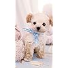 犬 Hd 7 1280 壁紙 ふわふわポメラニアン その他 スマホ用画像 犬 Hd 7 1280 壁紙 ふわふわポメラニアン その他 スマホ用画像