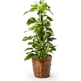 bloomee(ブルーミー) ポトス 観葉植物 (7号 カゴ 鉢カバー 付) 本物 大型 室内用 鉢 (金運アップ 空気浄化 風水) おしゃれ インテリア 大きい (ギフト プレゼント お祝い) 初心者でも育てやすい お中元 敬老の日
