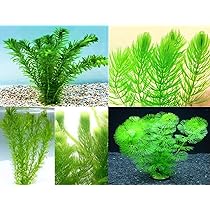 71FVRxKkGEL._AC_UL210_SR210,