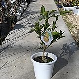 花ユズ 柚子一才柚子苗 ６号鉢植えゆず