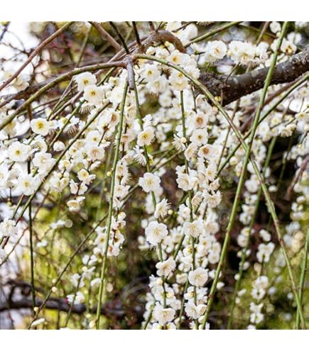 Amazon.co.jp: 【枝垂れ梅 赤 玉光】 花梅 2年生 接木 ポット苗 【観賞