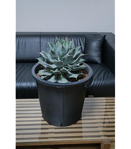 Amazon｜アガベ 白鯨 大株｜観葉植物 オンライン通販