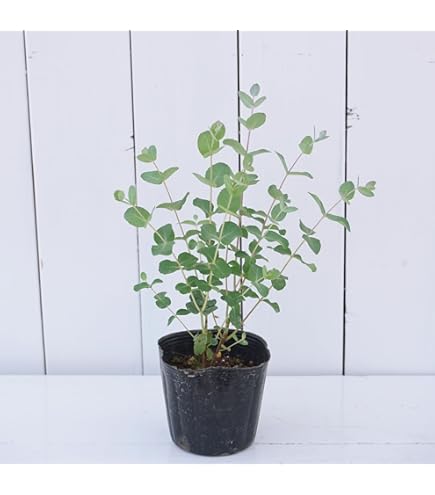 Amazon｜ユーカリ ポポラス 8号｜観葉植物 オンライン通販