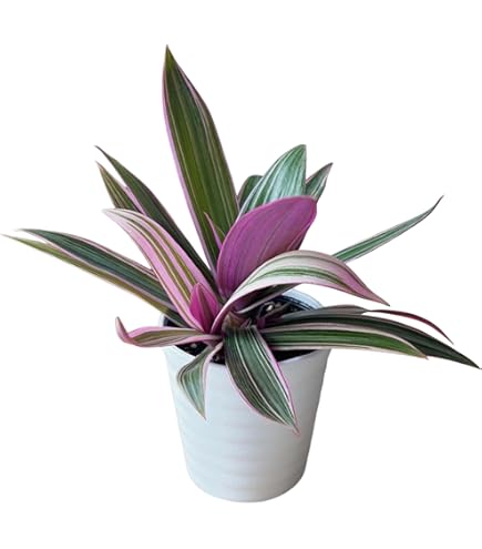 Amazon｜（観葉植物）ムラサキオモト 3．5号（1ポット