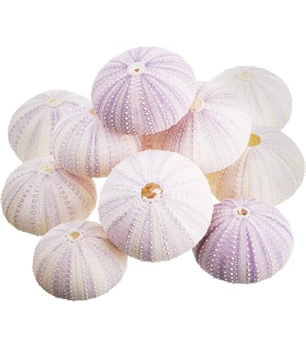 Amazon | 貝殻 パイプウニ スティック サイズ＆カラーミックス