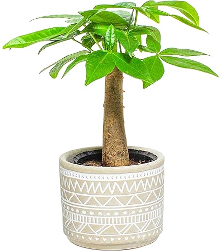 Amazon｜（観葉植物）パキラ 3～3．5号（1ポット） 北海道冬季発送