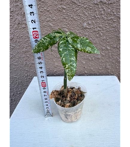 ご確認用＊*パキラ＊ミルキーウェイ＊カット苗＊トップカット＊新芽ちゃん＊3299 Amazon｜大パキラ ミルキーウェイ トップカット 新芽付き｜観葉植物