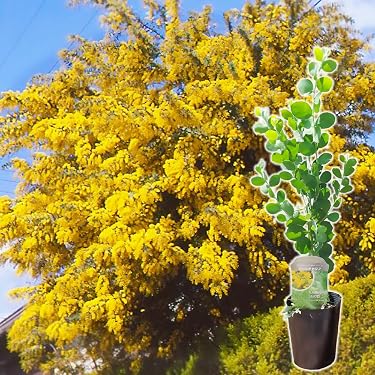 Amazon.co.jp ほしい物ランキング: 植木 で、ほしい物リストと