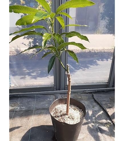 Amazon.co.jp: マンゴー苗木 アップルマンゴー接木苗 : DIY・工具