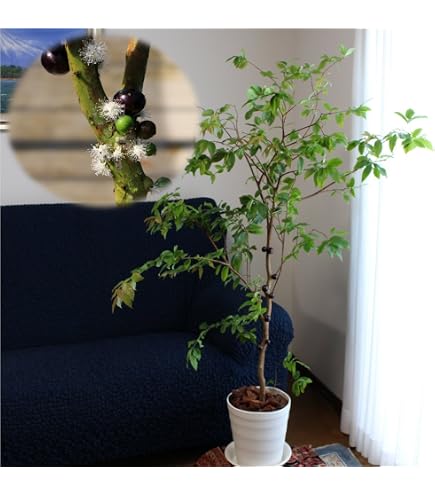 Amazon｜ジャボチカバ 小葉 10号180cm｜観葉植物 オンライン通販