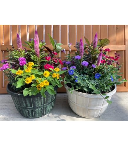 ♥超希少♥ペチュニア　ダーリン♥花色変化が大人気♥ 3号ポットごと発送 ♥超希少♥ペチュニア ダーリン♥花色変化が大人気♥ 3号ポットごと