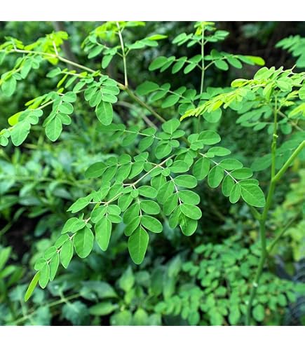 Amazon.co.jp: モリンガの豪華セット 種 苗 入手困難 挿し木 : DIY