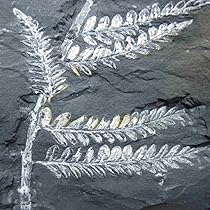 シダ類化石 シダ種子類（Alethopteris）｜化石販売・鉱物販売の東京サイエンス