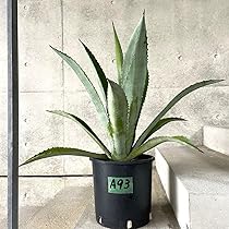 【鉢植え・送料込】アガベ アメリカーナ「青の竜舌蘭」沖縄育ち 鉢植え・送料込】アガベ アメリカーナ「青の竜舌蘭」沖縄育ち
