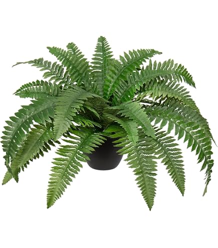 Amazon｜PLANCHU 観葉植物 ネフロレピス ハッピーマーブル 8号吊り鉢