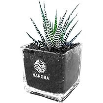 Amazon｜多肉植物 十二の巻 黒砂利 土を使わず衛生的 清潔感