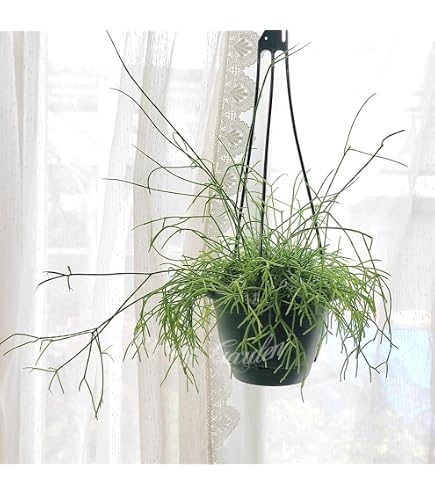 Amazon.co.jp: おしゃれ 観葉植物：リプサリス ラムローサ*7号 吊り鉢