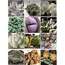 でーさんさま専用　メセン種子 71GPpQyefkL._AC_UL210_SR210,