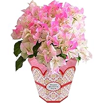 ブーゲンビリア盆栽 ピンク 花　石付き ブーゲンビリア盆栽 ピンク 花 石付き 【公式通販】