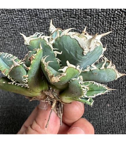 Amazon｜多肉植物 アガベ ユタエンシス ネバデンシス 選抜株 子株 2株
