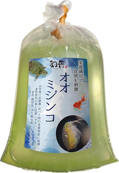 和香 オオミジンコ 100匹 ★猛暑も安心の冷蔵発送★ 活餌 めだか 金魚 ゾウリムシ生クロレラ PSB 夏休み 自由研究 栄養価 - 1