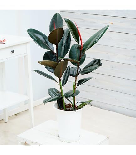 Amazon｜フィカス ゴムの木 インドボダイジュ インド菩提樹 11番