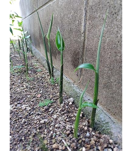 みょうが　抜き苗　　hooolly様　ご確認専用ページです Amazon.co.jp: 自然農 茗荷の抜き苗 ミョウガ みょうが 茗荷