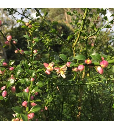 Amazon.co.jp: フィンガーライム 苗 【リトルルビー】 果皮：薄茶色