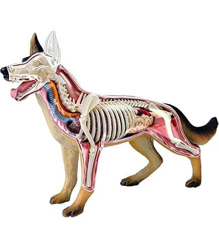 Amazon.co.jp: 4Dビジョン犬の解剖学モデル、科学的な動物の解剖学