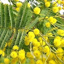 71GyrPM5cbL._AC_UL210_SR210,