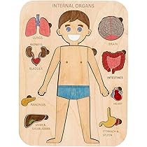 大型　木製　人体模型　標本　臓器　パズル　ディスプレイ　漢方　レトロ 大型木製人体模型標本臓器パズルディスプレイ漢方レトロ