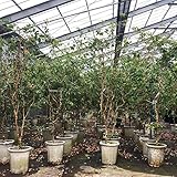 ジャボチカバ苗　(四季なり種)実生苗