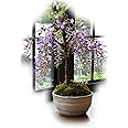 母の日ギフトに５月に開花藤盆栽 香りとお花が楽しめる藤