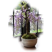 Amazon.co.jp: 母の日ギフトに5月に開花藤盆栽 香りとお花が楽しめる