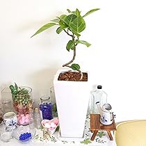 フィカス TcMa Amazon｜【ブルーミングスケープ】スパイラル仕立てのフィカス