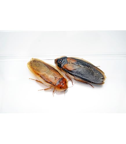 Amazon | （生餌）デュビア（アルゼンチンモリゴキブリ） Lサイズ