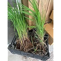 achi　マコモダケ苗　200本+α マコモタケ苗 マコモ苗　マコモダケ Amazon.co.jp: 真菰の苗 在来種ワイルド 10本 無農薬無肥料