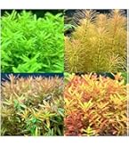 Amazon.co.jp: NoA 水草 水中葉 無農薬 ロタラ sp. ボッシー 水槽