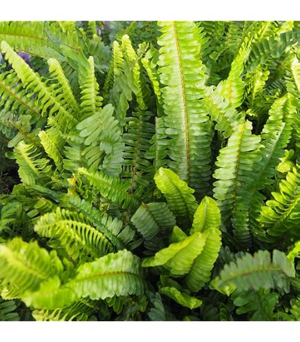 Amazon｜ネフロレピス ボストンファーン 土植え 観葉植物 シダ｜観葉