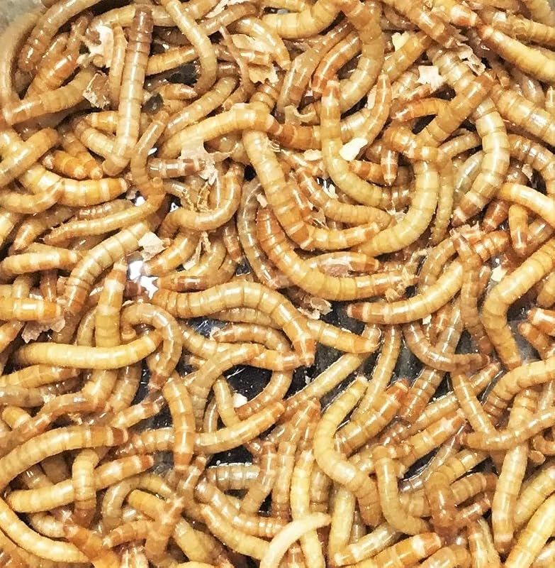 ミルワーム 選べるサイズ 生き餌 極小・小・大 (10g 小1.5cm〜2.5cm)