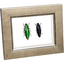 ジ*ン様 昆虫標本 30匹 タマムシ 🐞珍🐞タマムシ虫5匹セット※標本用、鑑賞用 (大西らいおん) 忍ケ