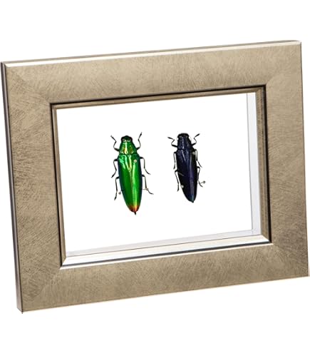 Amazon.co.jp: 虫の標本 タマムシ ライトフレーム メタリック調