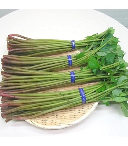 Amazon.co.jp: 北海道産 朝採り タラの芽 15個 たらの芽 : 食品・飲料