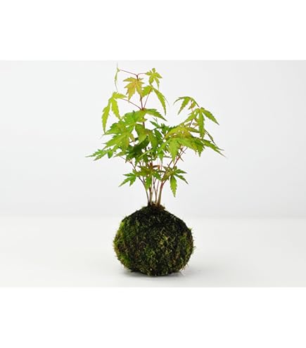 Amazon.co.jp: 盆栽妙 石付き楓 紅葉するミニ盆栽 鉢植え ギフト