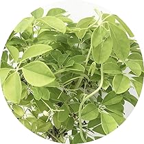 確認用］ アケビ 実生苗 【公式通販】